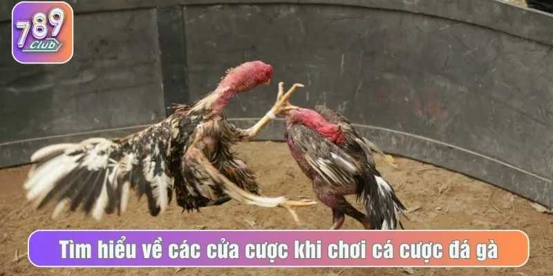 Tìm hiểu về các cửa cược khi chơi cá cược đá gà